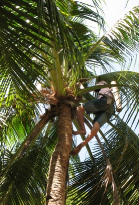 Harvesting coconut wine