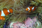 And of course with the famous clown fishes!